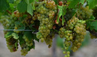 Zuviele Unsicherheiten: Traditionelle Prognose für französische Weinernte verschoben