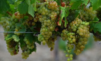 Zuviele Unsicherheiten: Traditionelle Prognose für französische Weinernte verschoben