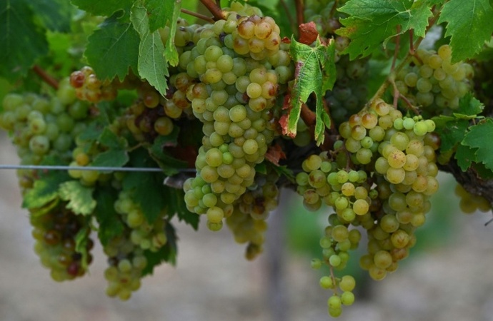 Zuviele Unsicherheiten: Traditionelle Prognose für französische Weinernte verschoben