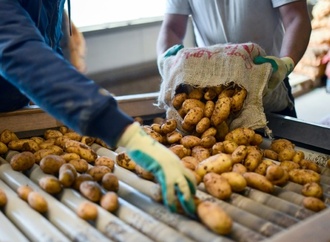 Industrie erwartet niedrige Kartoffelernte wegen extremer Trockenheit