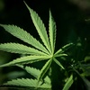 Cannabisplantage mit fast 650 Pflanzen in Sachsen-Anhalt entdeckt - zwei Festnahmen