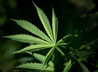 Cannabisplantage mit fast 650 Pflanzen in Sachsen-Anhalt entdeckt - zwei Festnahmen