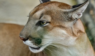 Studie: Mehr Pumas - weniger Verkehrsunfälle mit Rehen