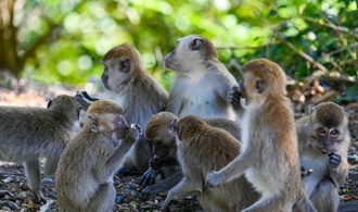 18 Menschen verletzt: Tierfänger fangen in Indonesien aggressiven Affen ein