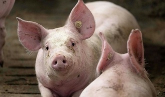 Mehr als tausend Schweine bei Stallbrand in Bayern verendet