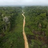 Abholzung im Amazonas auf niedrigstem Stand seit einem Jahrzehnt