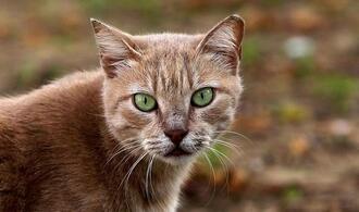 Tierärzte fordern bundesweite Kastrationspflicht für Katzen