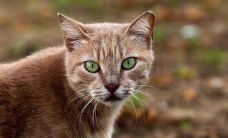 Tierärzte fordern bundesweite Kastrationspflicht für Katzen