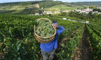 Frankreich: Crémant-Lese in Burgund beginnt wegen Hitzewellen so früh wie nie