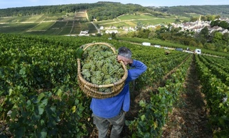 Frankreich: Crémant-Lese in Burgund beginnt wegen Hitzewellen so früh wie nie