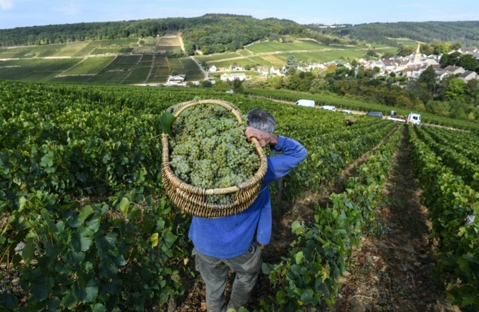 Frankreich: Crémant-Lese in Burgund beginnt wegen Hitzewellen so früh wie nie