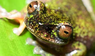 Winzig und nachtaktiv: Forscher in Costa Rica entdecken neue Froschart in Kaffeeplantagen