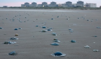 Quallenplage zwingt EDF in Frankreich zur Abschaltung von drei Akw-Blöcken