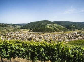 Weininstitut: Start der Weinlese in diesem Jahr außergewöhnlich früh