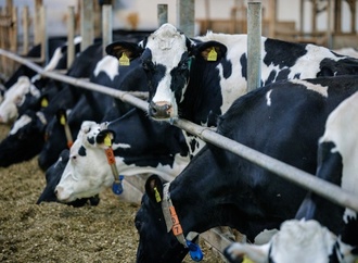 Preise für landwirtschaftliche Erzeugnisse deutlich geringer als im Vorjahr