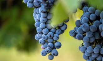Wegen Extrem-Sommers beginnt Weinlese im Elsass früher denn je