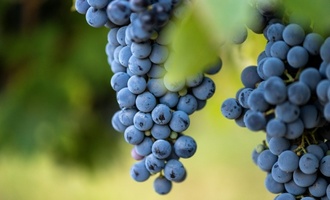 Wegen Extrem-Sommers beginnt Weinlese im Elsass früher denn je