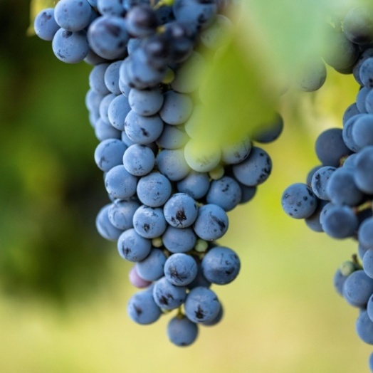 Wegen Extrem-Sommers beginnt Weinlese im Elsass früher denn je