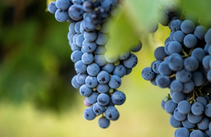 Wegen Extrem-Sommers beginnt Weinlese im Elsass früher denn je