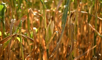Landwirtschaftsminister Rainer: Lebensmittel werden wegen Dürre nicht sofort teurer
