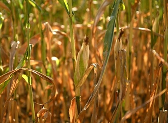Hitze und Trockenheit: Bauern erwarten leicht unterdurchschnittliche Ernte