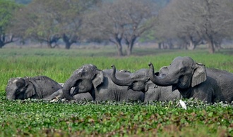 Indiens Oberstes Gericht ordnet neue Schutzmaßnahmen für wild lebende Elefanten an