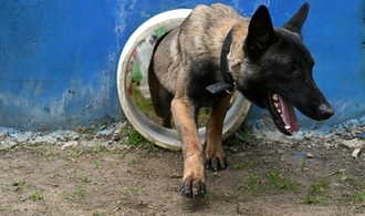 Vorfall mit Polizeihund in Sachsen: Ermittlungen gegen Polizist eingestellt