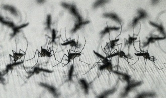 Nordmazedonien: Schon fünf Tote durch von Mücken übertragenes West-Nil-Virus
