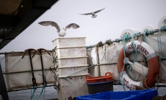 Fangverbot für Hering: EU will Ausnahme für Ostsee-Küstenfischer aufheben