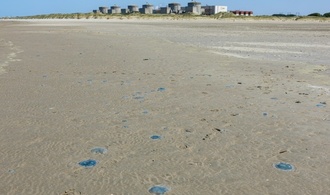 Quallenplage in Frankreich führt erneut zu Atomreaktor-Abschaltung