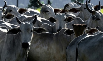 EU setzt Fleischimporte aus Brasilien wegen Antibiotika-Regeln aus