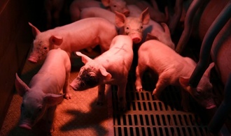 Stallbrand in Niedersachsen: 120 Schweine verenden