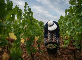 Schwache Ernte erwartet: Dürre- und Hitzesommer setzt Frankreichs Winzern zu