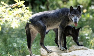 Mehr als 60 Schafe bei großem Wolfsangriff in Frankreich getötet