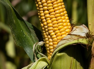Extremsommer lässt in Frankreich heftige Ernteeinbußen befürchten