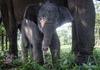 Bedrohte Sumatra-Elefanten wegen Waldbränden in Indonesien noch stärker gefährdet