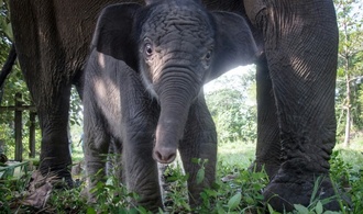 Bedrohte Sumatra-Elefanten wegen Waldbränden in Indonesien noch stärker gefährdet