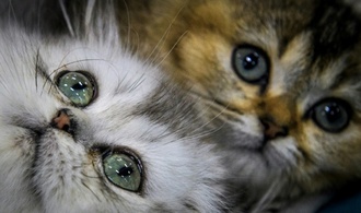 Feuerwehr und Polizei retten in Ruhrgebiet zwei Katzenbabys