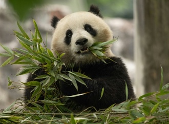 Chinas Staatschef Xi: USA erhalten in Kürze zwei neue Pandas