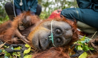 Waldbrände auf Borneo bedrohen seltene Orang-Utans