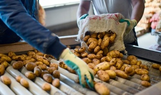 Hitzesommer: Schwache Kartoffelernte in diesem Jahr erwartet