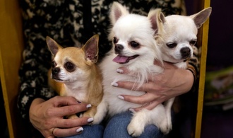 Streit zwischen Hundebesitzern in Sachsen: Zwei Chihuahuas am Ende tot