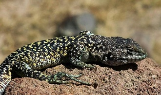 Neue Eidechsenart in Peru entdeckt