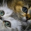 Baden-Württemberg: Drei Katzenbabys in Regionalzug ausgesetzt