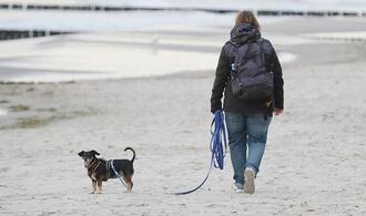 Einnahmen aus Hundesteuer stagnieren auf hohem Niveau