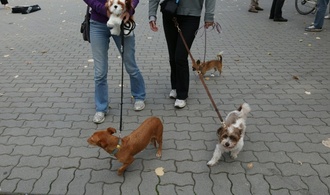 Hundesteuer-Einnahmen weiterhin auf hohem Niveau