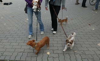 Hundesteuer-Einnahmen weiterhin auf hohem Niveau