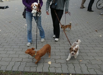 Hundesteuer-Einnahmen weiterhin auf hohem Niveau