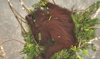 An Baumspitzen geklammert: Orang-Utans vor Waldbränden in Indonesien gerettet