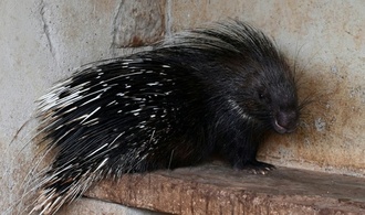 Stachelschweine in Thüringen ausgebrochen